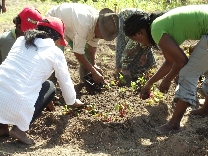 Participants planting various organic foods