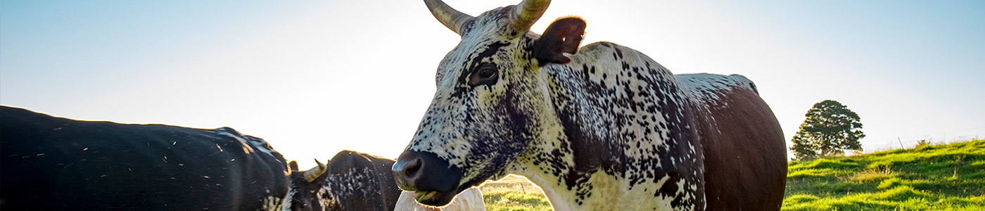Agriculture-and-Animal-Health.jpg