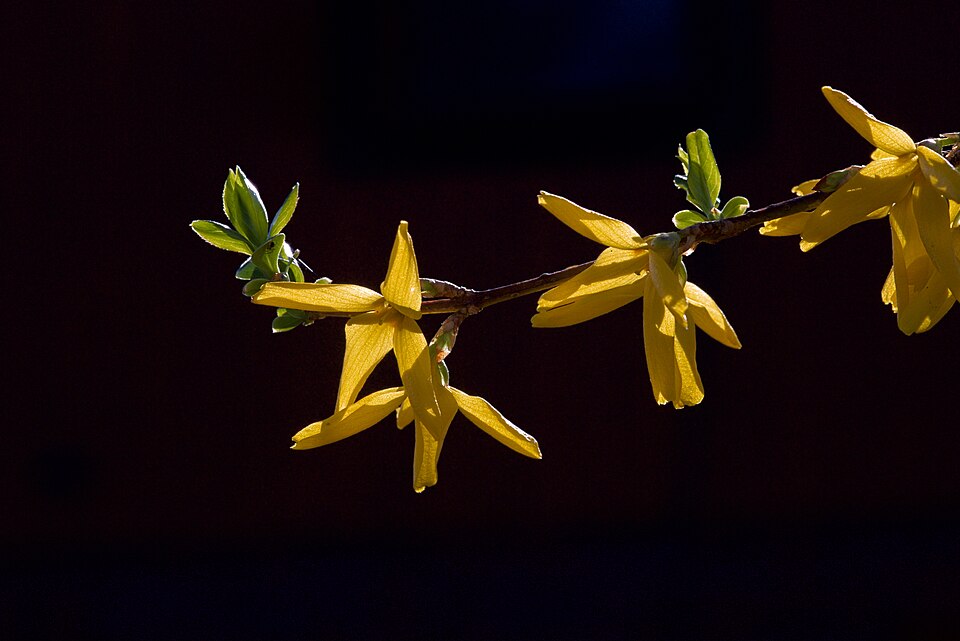 Forsythia (Forsythia × intermedia Zabel) in bloom in a garden, northern Germany