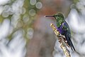 * Nomination: Fork-tailed woodnymph (Thalurania furcata viridipectus) male --Charlesjsharp 11:34, 27 May 2025 (UTC) * * Review needed