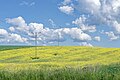 * Nomination Rapeseed field in Grocholice, Świętokrzyskie Voivodeship --Jakubhal 03:43, 26 May 2025 (UTC) * Promotion  Support Good quality. --Lvova 19:48, 28 May 2025 (UTC)