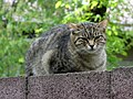 * Nomination A cat in Almaty, Kazakhstan. --Екатерина Борисова 00:51, 8 May 2025 (UTC) * Promotion  Support Good quality.--Agnes Monkelbaan 04:21, 8 May 2025 (UTC)