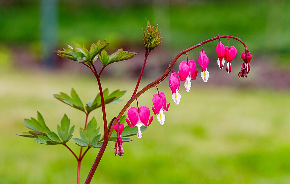 Flowers of a bleeding heart (Lamprocapnos spectabilis)