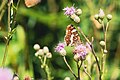* Nomination: A Map on a flower in the bird sanctuary Ismaninger Speichersee und Fischteiche --FlocciNivis 08:46, 28 May 2025 (UTC) * * Review needed