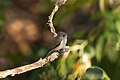 * Nomination: Asian Brown Flycatcher in Kuldiha Wildlife Sanctuary, Odisha, India. --Tisha Mukherjee 05:57, 24 May 2025 (UTC) * * Review needed