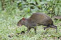 * Nomination Central American agouti (Dasyprocta punctata) --Charlesjsharp 09:33, 7 May 2025 (UTC) * Promotion  Support Good quality. --Felino Volador 16:05, 7 May 2025 (UTC)