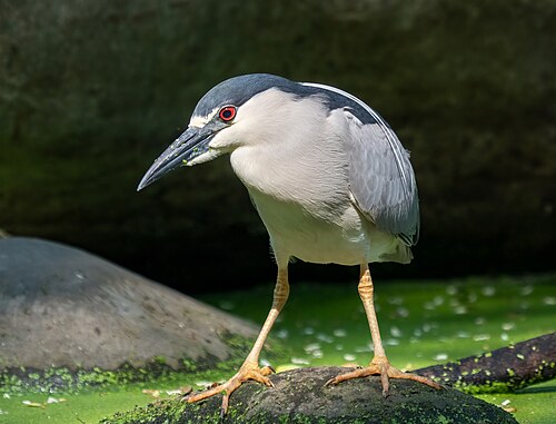 Black-crowned night heron