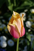 * Nomination Tulipa cultivar 'Blushing Lady' in the botanical garden in Munich, Germany --Kritzolina 05:45, 7 May 2025 (UTC) * Promotion  Support Good quality. --George Chernilevsky 08:21, 7 May 2025 (UTC)