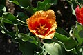 * Nomination: Fringed tulipa cultivar 'Lambada' in the botanical garden in Munich, Germany --Kritzolina 06:46, 4 May 2025 (UTC) * * Review needed