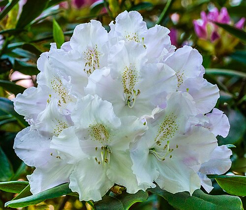 Beautiful to white flowering Rhododendron cultivar.