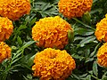 * Nomination Tagetes erecta in Tashkent, Uzbekistan. --Екатерина Борисова 00:51, 29 May 2025 (UTC) * Decline  Oppose Not sharp, sorry --Plozessor 03:32, 29 May 2025 (UTC)