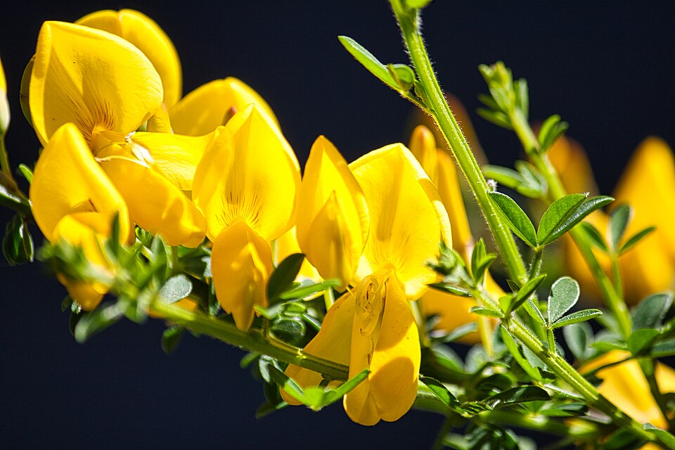 Flowering broom (Cytisus scoparius)