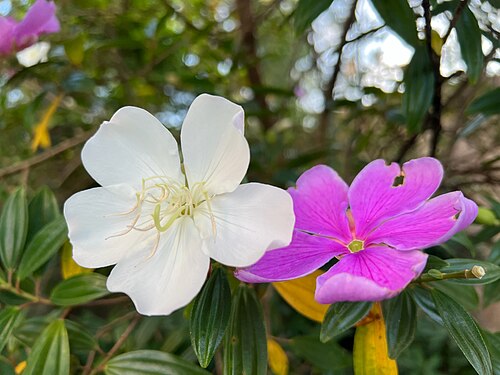 Manacá-da-serra (Pleroma mutabile) blossoming in May