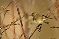 * Nomination Leaf warbler near Halle (Saale). --Romzig 08:05, 04 May 2025 (UTC) * Promotion Good quality. --Kritzolina 05:48, 7 May 2025 (UTC)
