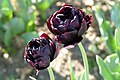 * Nomination Double late tulipa cultivar 'Black Hero' in the botanical garden in Munich, Germany --Kritzolina 05:18, 8 May 2025 (UTC) * Decline  Oppose Too blurry. Sorry. --Ermell 08:41, 8 May 2025 (UTC)