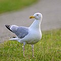 * Nomination Herring gull --Stephan Sprinz 12:18, 9 May 2025 (UTC) * Promotion  Support Good quality. --FlocciNivis 14:23, 9 May 2025 (UTC)