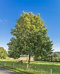 * Nomination "Pastor Josef Kleinhenz Lime Tree" near Limbach pilgrimage church --Plozessor 03:05, 8 May 2025 (UTC) * Promotion  Support Good quality.--Agnes Monkelbaan 04:17, 8 May 2025 (UTC)