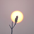 * Nomination: Sunrise with cormorant at Keoladeo national park, Bharatpur. --Rohit14400 04:32, 23 May 2025 (UTC) * * Review needed
