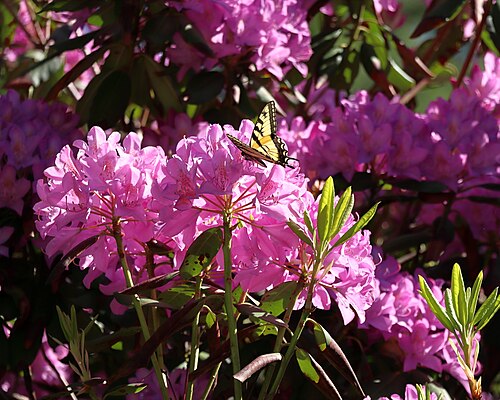 Eastern tiger swallowtail butterfly on rhododendron