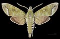 * Nomination Nephele hespera - Dorsal side. By User:Archaeodontosaurus --Olivier LPB 08:11, 28 May 2025 (UTC) * Promotion  Support Good quality. --Ermell 08:23, 28 May 2025 (UTC)