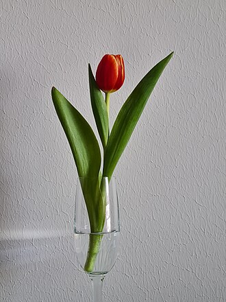 Tulip