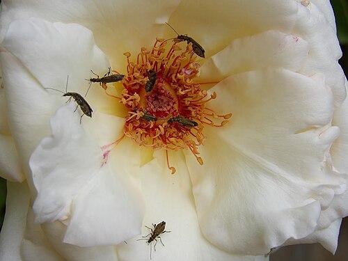 Oedemera barbara guests of a rose