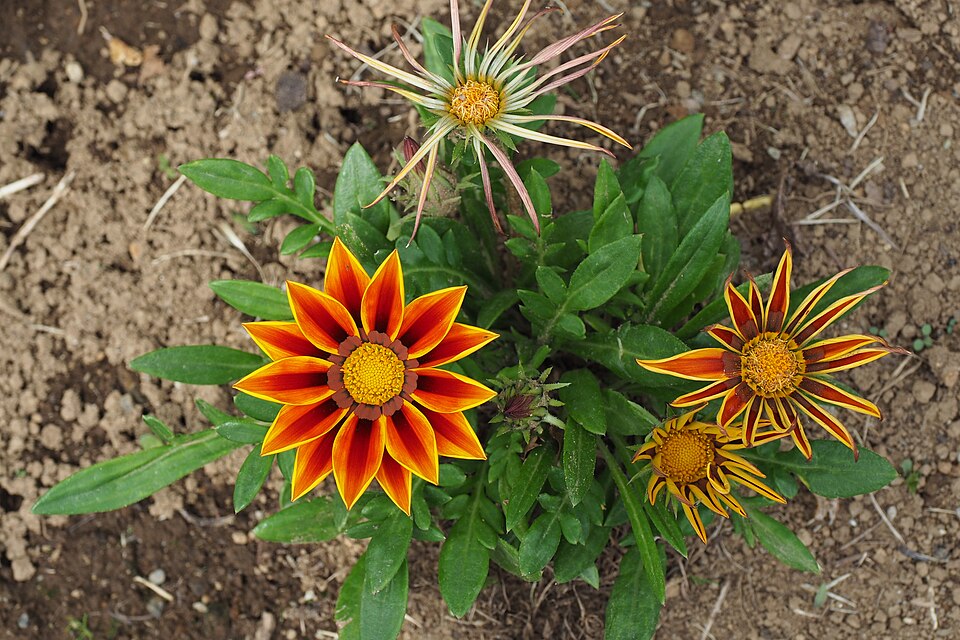 Gazania