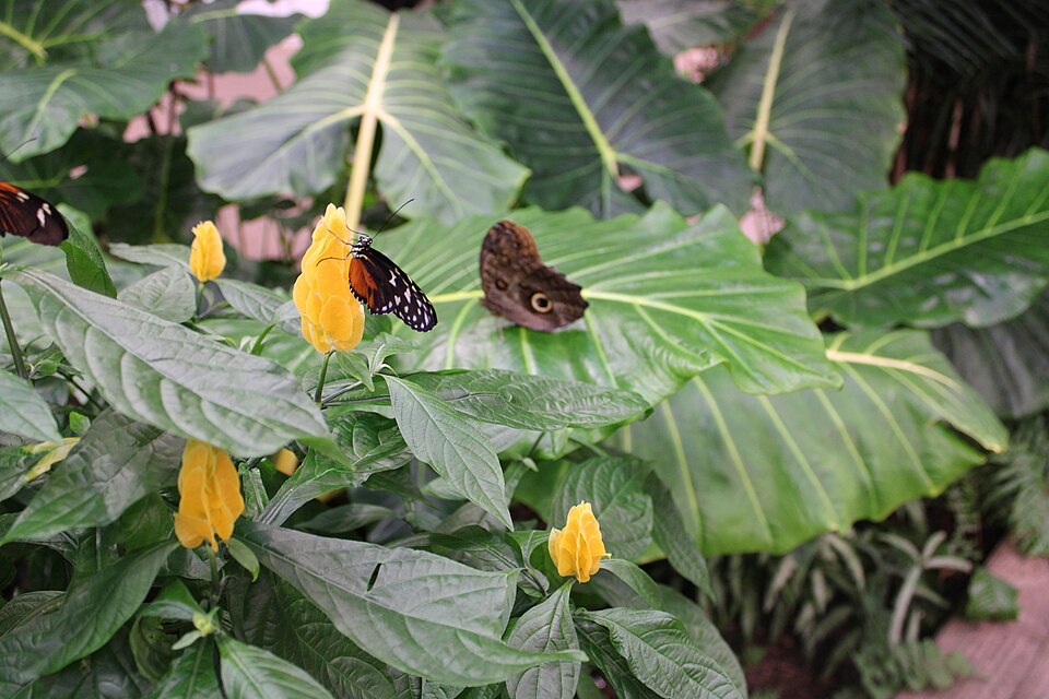 Butterflies at Hershey Gardens