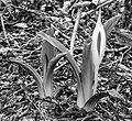 * Nomination Hortus Haren. white marsh arum (Lysichiton camtschatcensis) Agnes Monkelbaan 04:16, 28 May 2025 (UTC) * Promotion  Support Good quality. --XRay 05:05, 28 May 2025 (UTC)