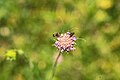 * Nomination: Two Brassy Longhorns on a Knautia flower in the Berglholz --FlocciNivis 17:41, 27 May 2025 (UTC) * Review There are lots of dark spots in the blurred background, what are they? --Plozessor 03:18, 28 May 2025 (UTC)
