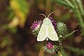 * Nomination: A Burren Green on a flower in the nature reserve Döberitzer Heide --FlocciNivis 17:41, 27 May 2025 (UTC) * * Review needed