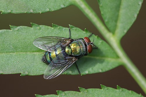 Chrysomya (Old World blow fly) on a green leaf