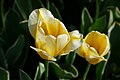* Nomination Darwin-hybrid tulipa cultivar 'Cream Cocktail' in the botanical garden in Munich, Germany --Kritzolina 05:18, 8 May 2025 (UTC) * Promotion  Support Good quality. --Екатерина Борисова 00:25, 9 May 2025 (UTC)