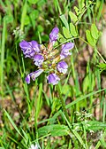 * Nomination Prunella grandiflora in commune of Nauviale, Aveyron, France. (By Krzysztof Golik) --Sebring12Hrs 12:39, 29 May 2025 (UTC) * Promotion  Support Good quality. --Plozessor 02:46, 30 May 2025 (UTC)