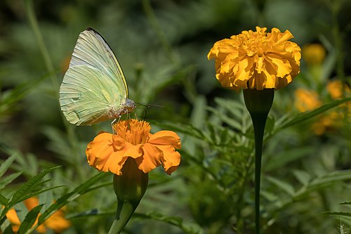 Catopsilia pomona (Emigrant butterfly) on an orange tagetes lucida (marigold)