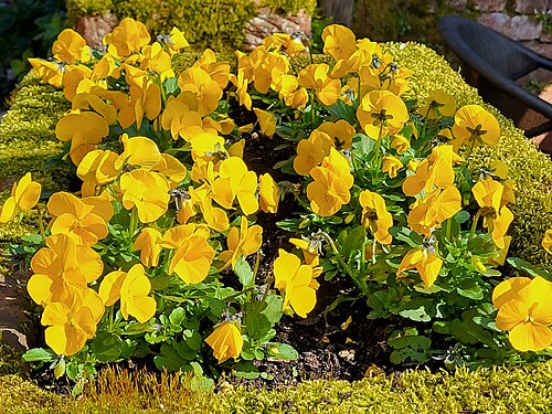 Gelbe Stiefmütterchen in einem Steintrog. Fotografiert in Collonges-la-Rouge - Yellow pansies in a stone trough. Photographed in Collonges-la-Rouge - Pensées jaunes dans une auge en pierre. Photographié à Collonges-la-Rouge
