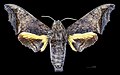 * Nomination Nyceryx riscus - Dorsal side. By User:Archaeodontosaurus --Olivier LPB 08:11, 28 May 2025 (UTC) * Promotion  Support Good quality. --Terragio67 13:33, 28 May 2025 (UTC)