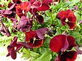 * Nomination Viola wittrockiana in Tashkent, Uzbekistan. --Екатерина Борисова 01:17, 30 May 2025 (UTC) * Promotion  Support Good quality.--Agnes Monkelbaan 04:15, 30 May 2025 (UTC)