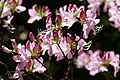 * Nomination Rhododendron Vaseyi in the botanical garden in Munich, Germany --Kritzolina 05:18, 8 May 2025 (UTC) * Promotion  Support Good quality. --XRay 05:21, 8 May 2025 (UTC)