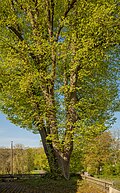 * Nomination "Lime tree in front of the chapel" natural monument in Pfaffendorf --Plozessor 02:37, 9 May 2025 (UTC) * Promotion  Support Good quality. --Jakubhal 03:43, 9 May 2025 (UTC)
