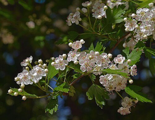 Blooming hawthorn in Kyiv