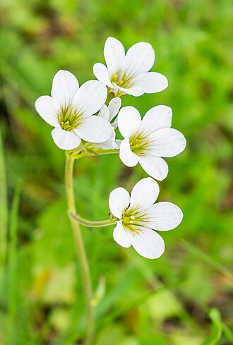 Saxifraga granulata in commune of Apchon, Cantal, France