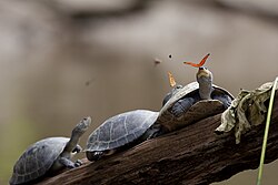 First place: Two Julia Butterflies (Dryas iulia) drinking the tears of turtles in Ecuador. The turtles placidly permit the butterflies to sip from their eyes as they bask on a log. This "tear-feeding" is a phenomenon known as lachryphagy. Attribution: amalavida.tv (flickr) (CC BY-SA 2.0)