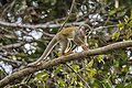 * Nomination Ecuadorian squirrel monkey (Saimiri macrodon) juvenile --Charlesjsharp 10:20, 8 May 2025 (UTC) * Promotion  Support Good quality. --Benjism89 10:46, 8 May 2025 (UTC)