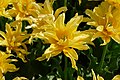 * Nomination: Lily-flowered tulipa cultivar 'Yellow Spider' in the botanical garden in Munich, Germany --Kritzolina 06:46, 4 May 2025 (UTC) * * Review needed