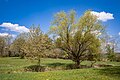 * Nomination Former inner-German border in the "Alstergrund mit Grenzstreifen" nature reserve --Plozessor 02:41, 30 May 2025 (UTC) * Promotion  Support Good quality. --ArildV 03:13, 30 May 2025 (UTC)