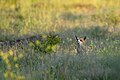 * Nomination Red fox on a meadow in Kröllwitz in Halle (Saale), Germany. --Romzig 19:00, 28 May 2025 (UTC) * Promotion  Support Good quality. --Jakubhal 19:29, 28 May 2025 (UTC)