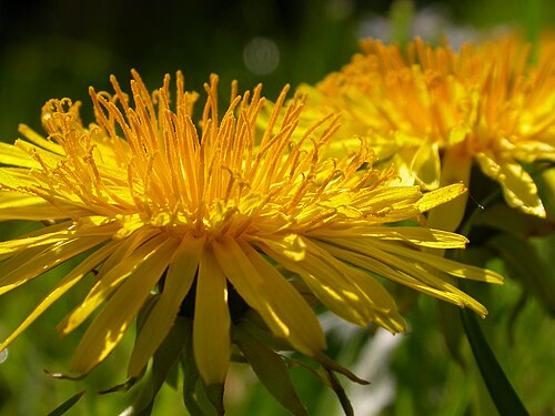 Dandelion flowers are special beauties when viewed up close