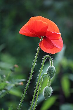 Wild wachsender Klatschmohn im Garten