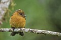 * Nomination Cinnamon flycatcher (Pyrrhomyias cinnamomeus pyrrhopterus) --Charlesjsharp 09:33, 7 May 2025 (UTC) * Promotion  Support Good quality. --Felino Volador 16:06, 7 May 2025 (UTC)